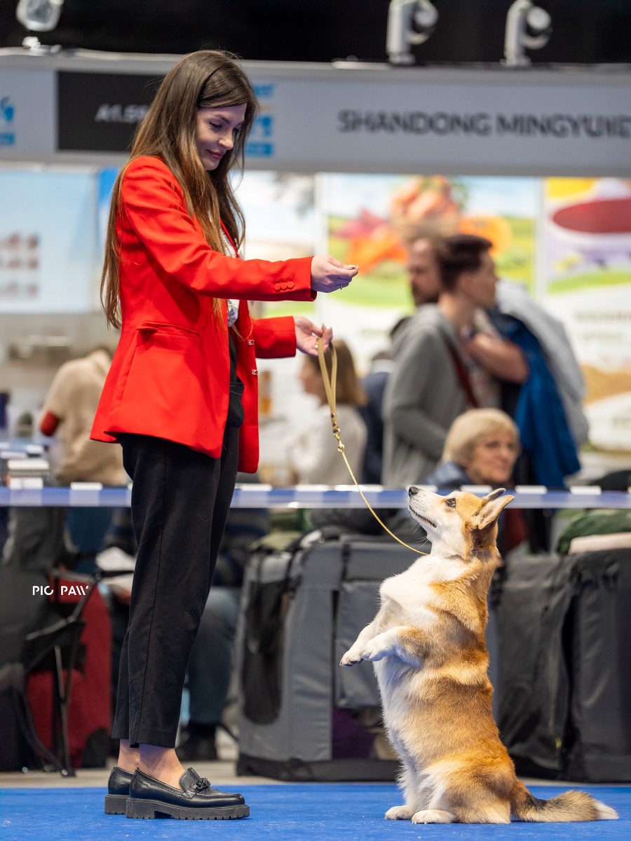 cacib warszawa corgi