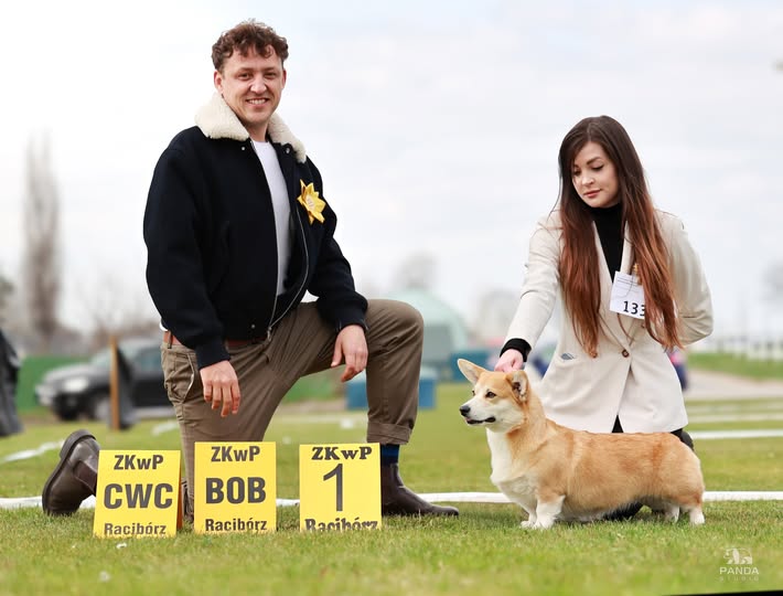 welsh corgi pembroke