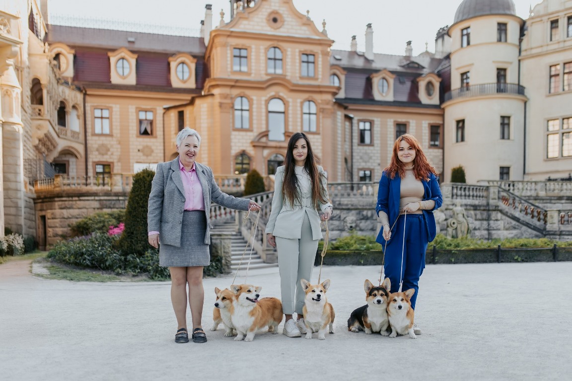 szczenięta corgi pembroke