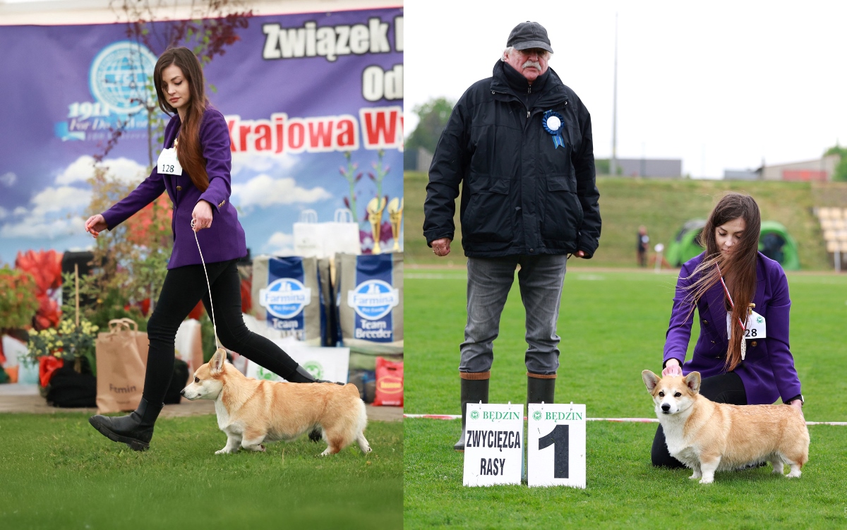 welsh corgi pembroke