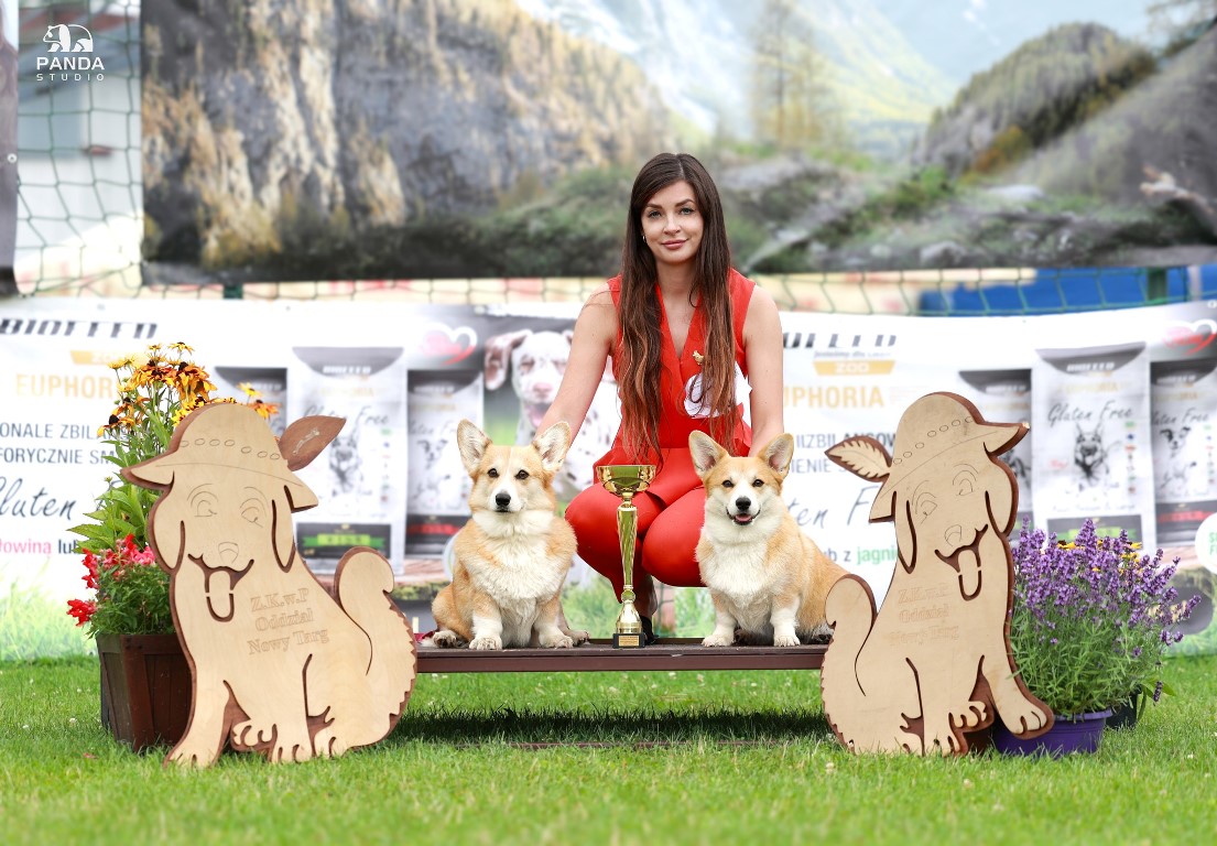 welsh corgi pembroke