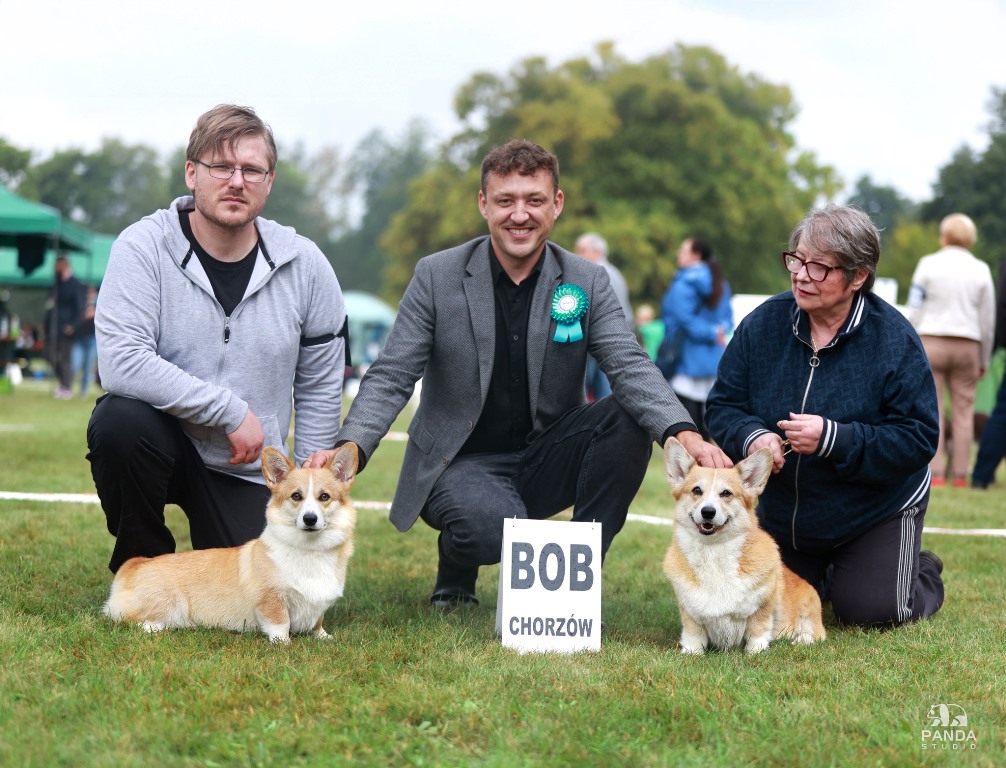 hodowle welsh corgi pembroke