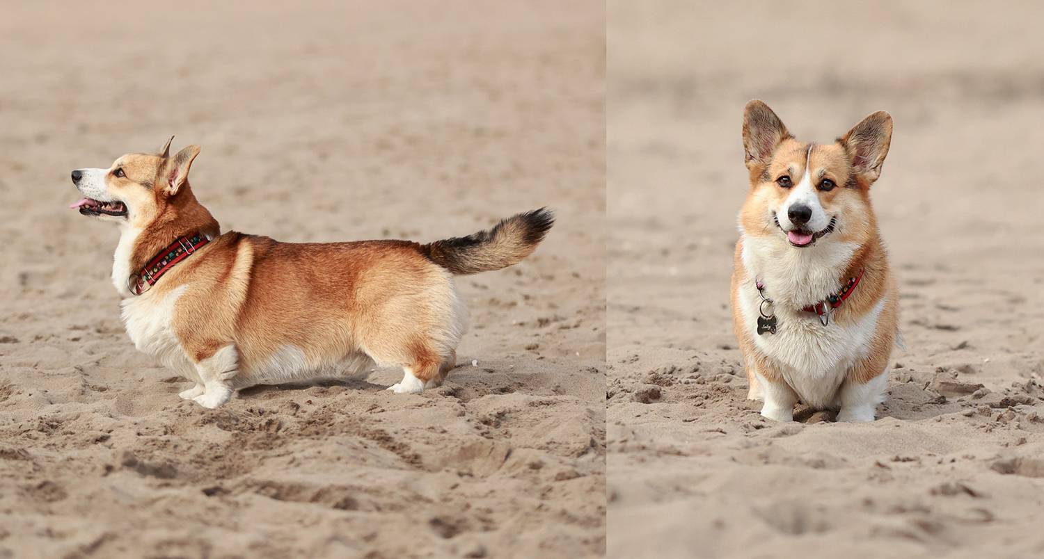 reproduktor welsh corgi pembroke