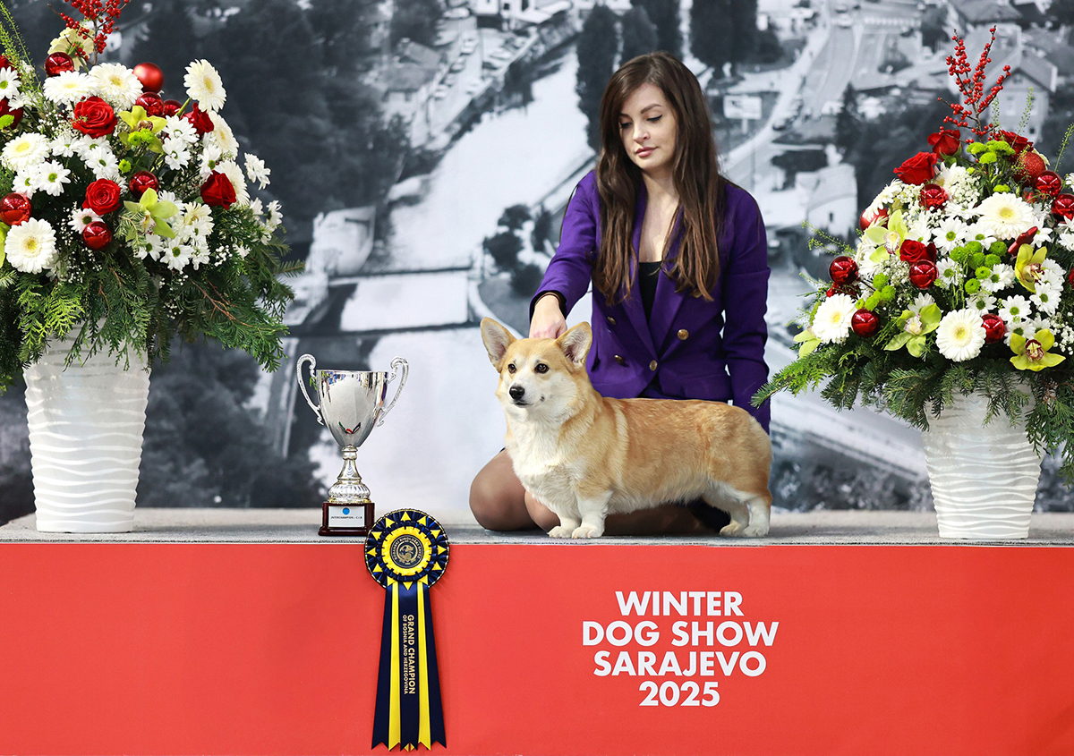 interchampion cib corgi