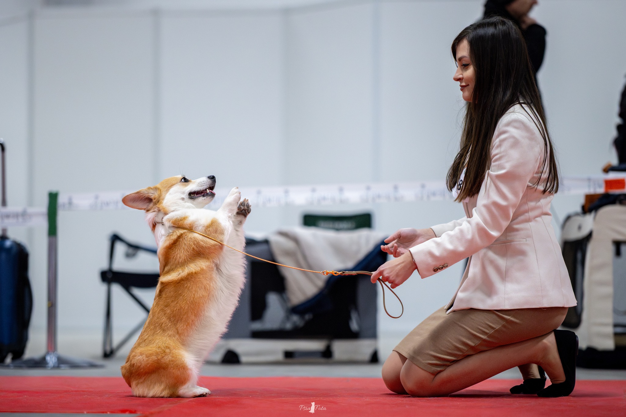 rasa welsh corgi pembroke