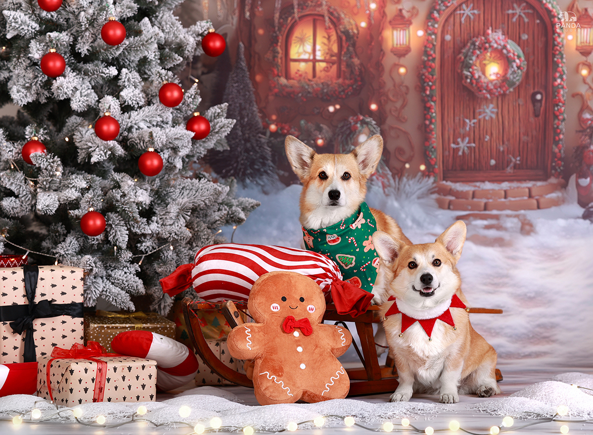 hodowla corgi lords of nidavellir