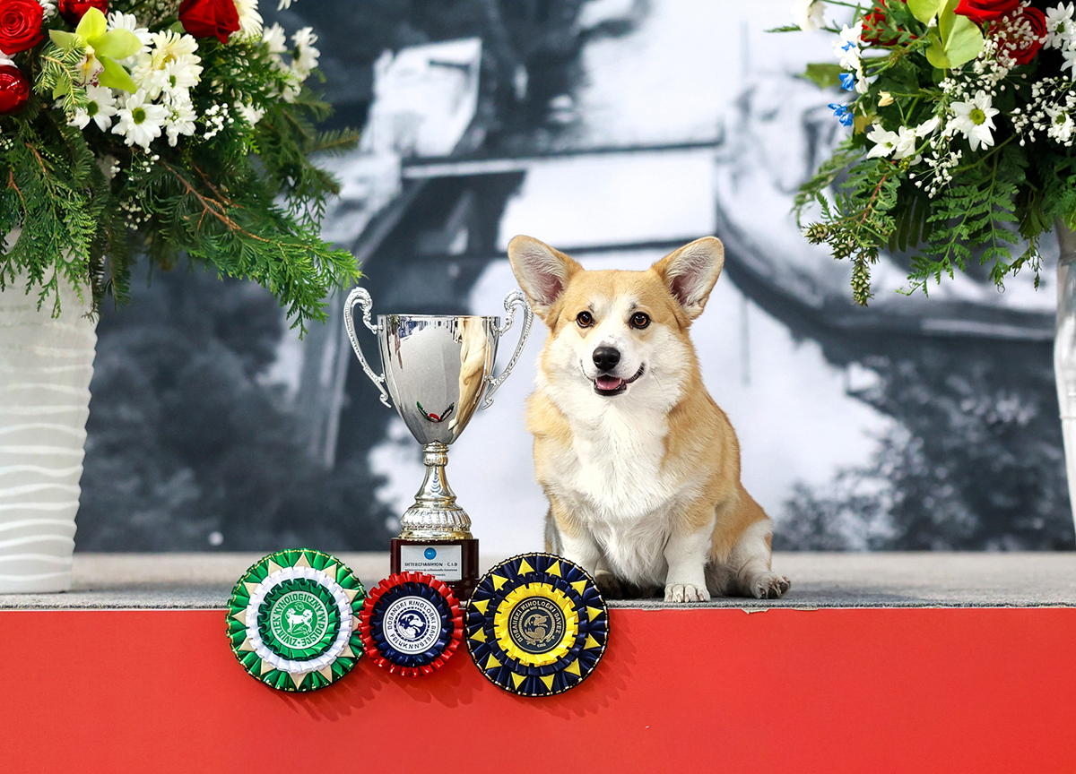 hodowla corgi lords of nidavellir