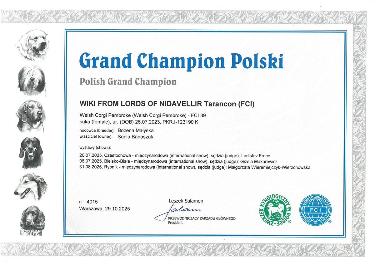 grandchampion polski corgi