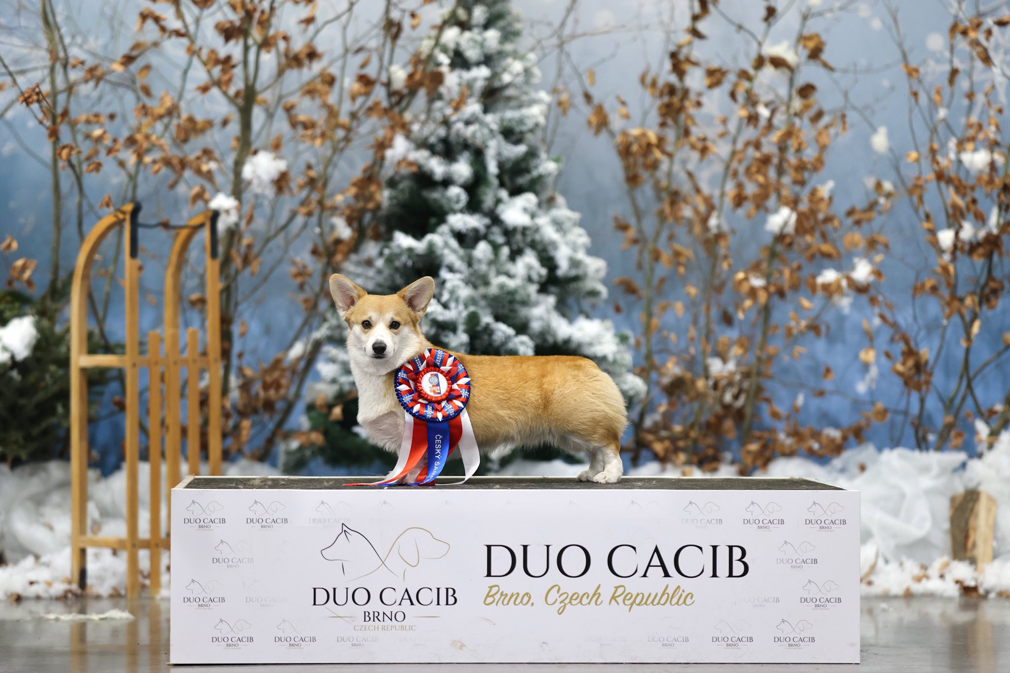 hodowla corgi pembroke