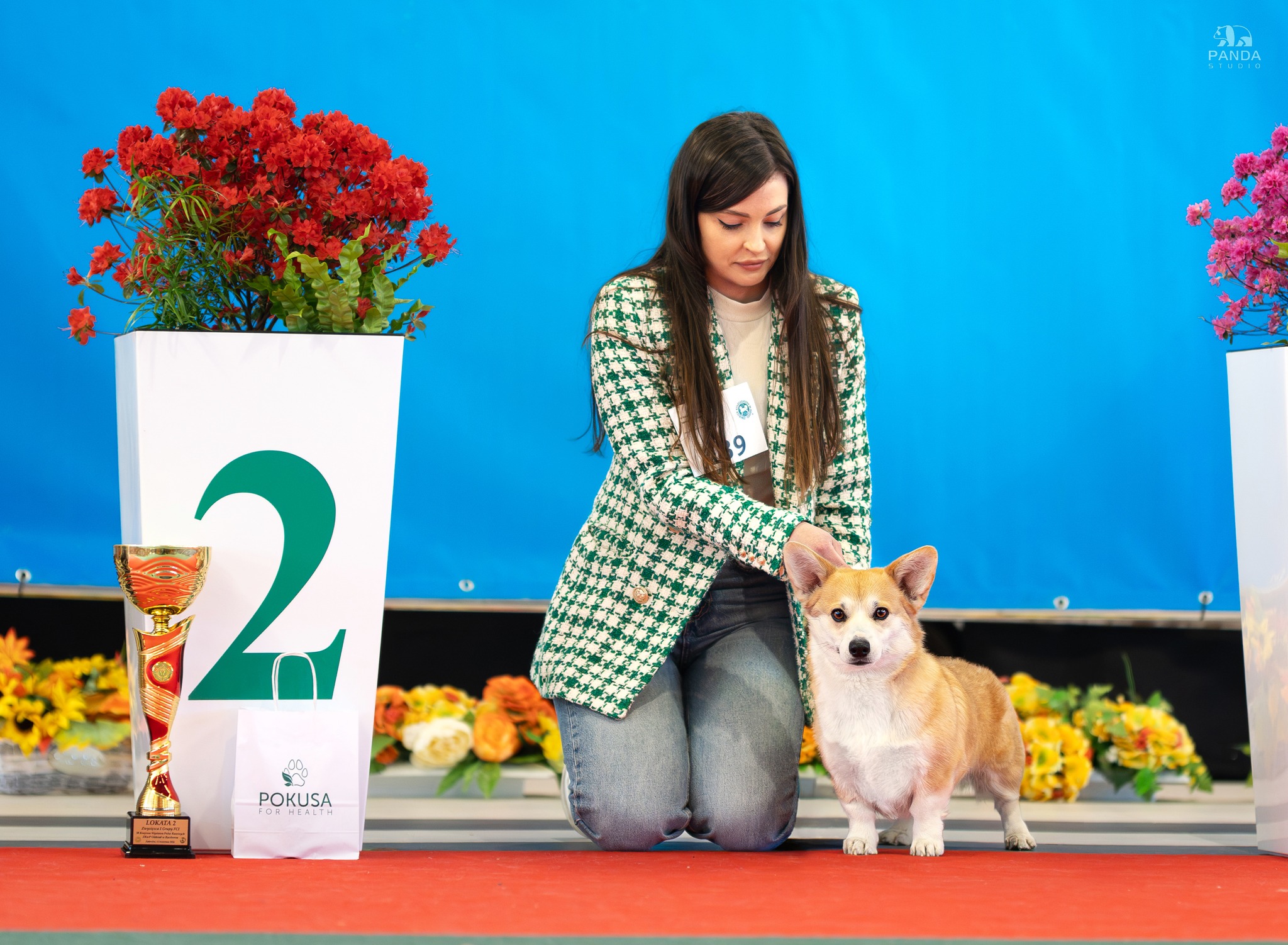 hodowla corgi pembroke