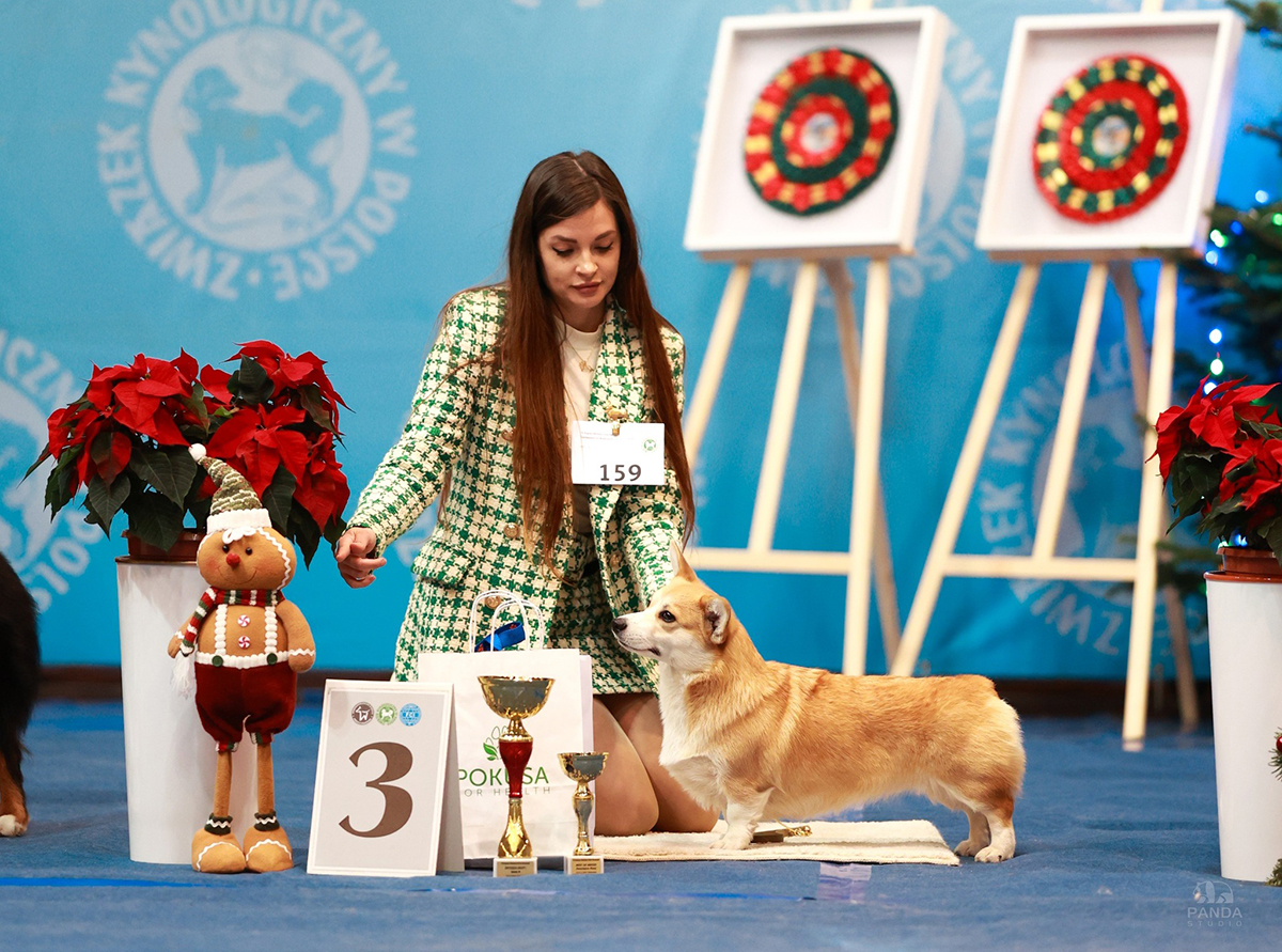 welsh corgi pembroke