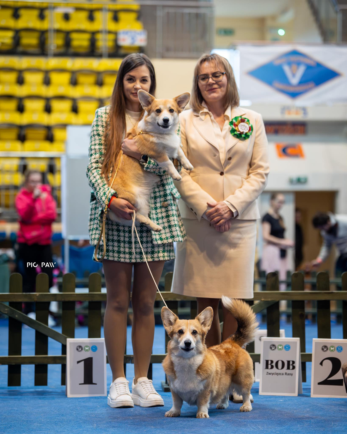 hodowla welsh corgi pembroke