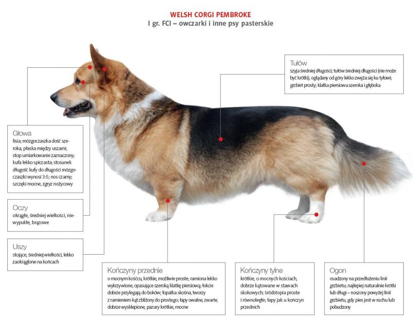 Breed Standard - Welsh Corgi Pembroke