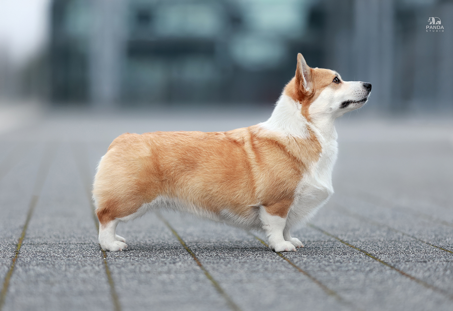 corgi