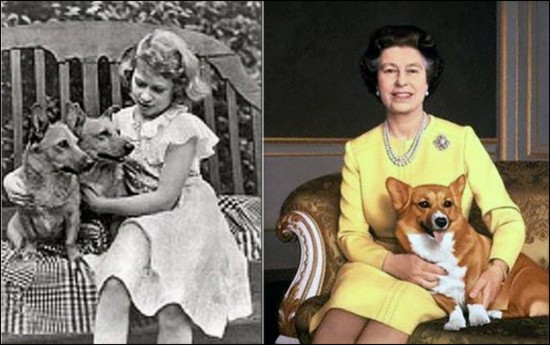 psy królowej elżebity corgi