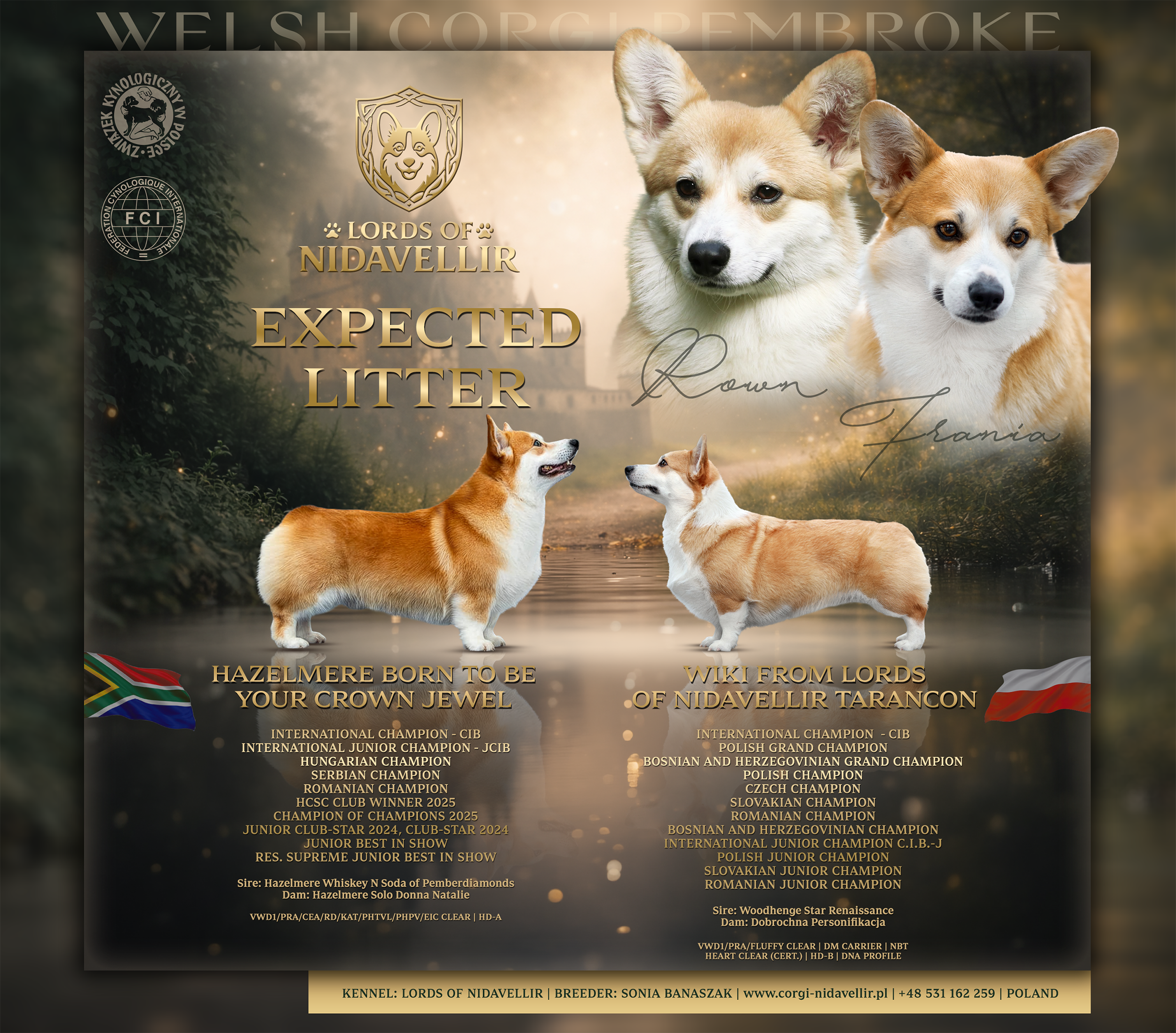Szczenięta, szczeniki, puppies, Welsh, Corgi, Pembroke