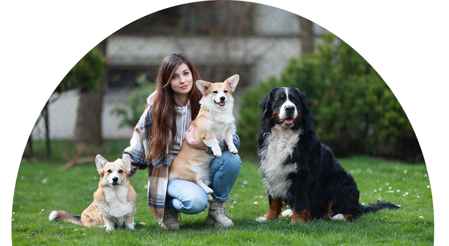 puppies, corgi, Silesia, Katowice, corgi puppies