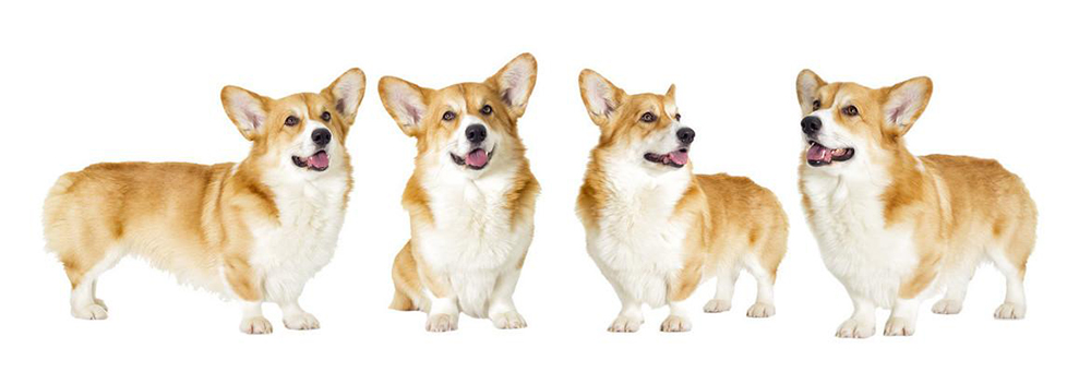 rasa welsh corgi pembroke