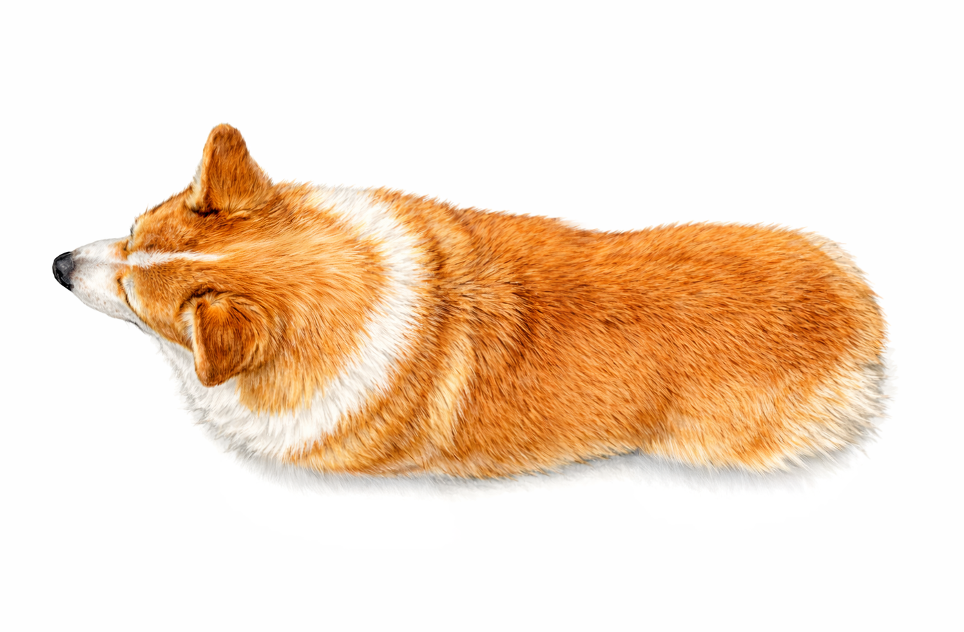 Corgi widziany z góry – kształt tułowia