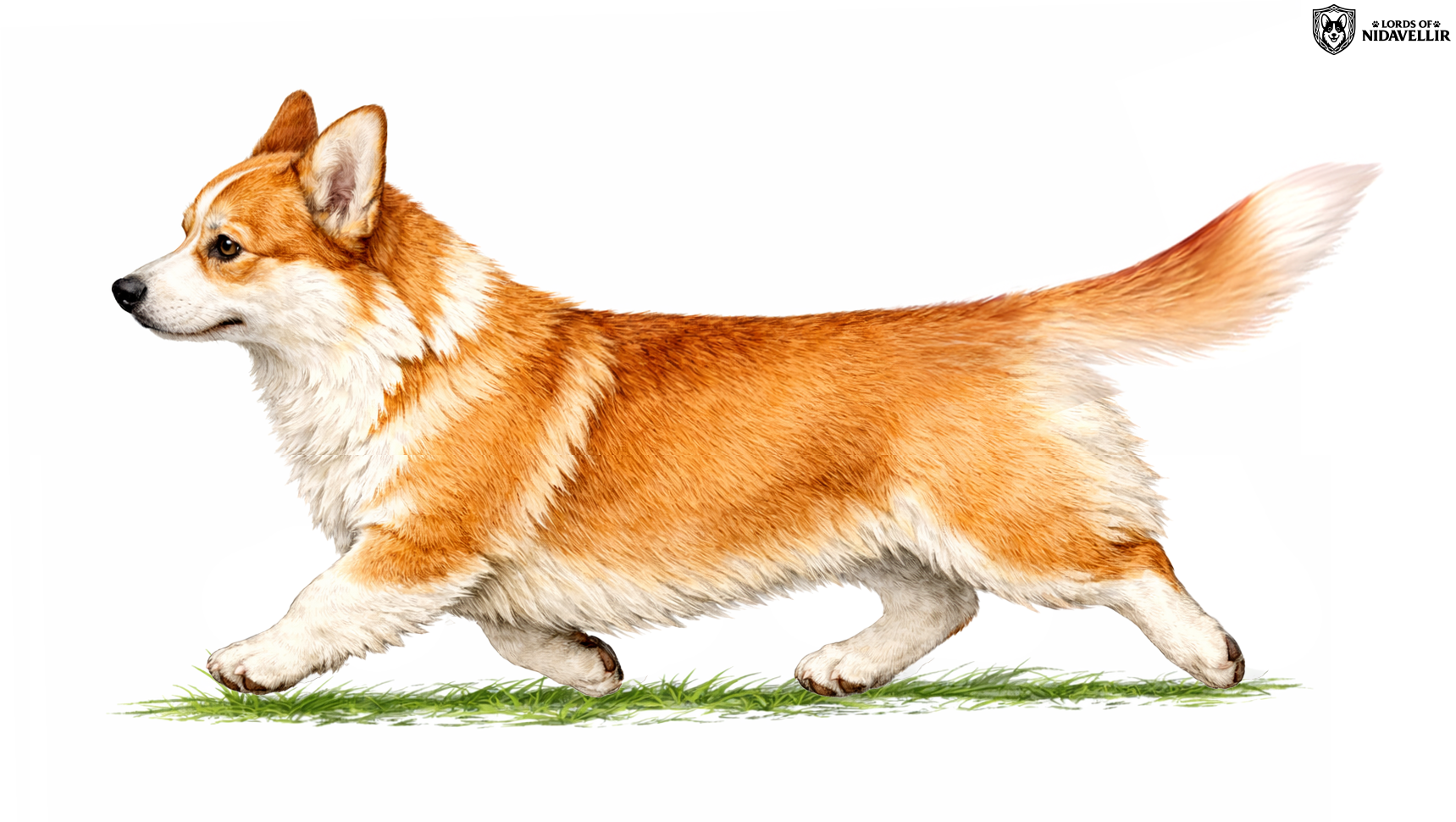 Prawidłowe ustawienie ogona w ruchu – przykład 3