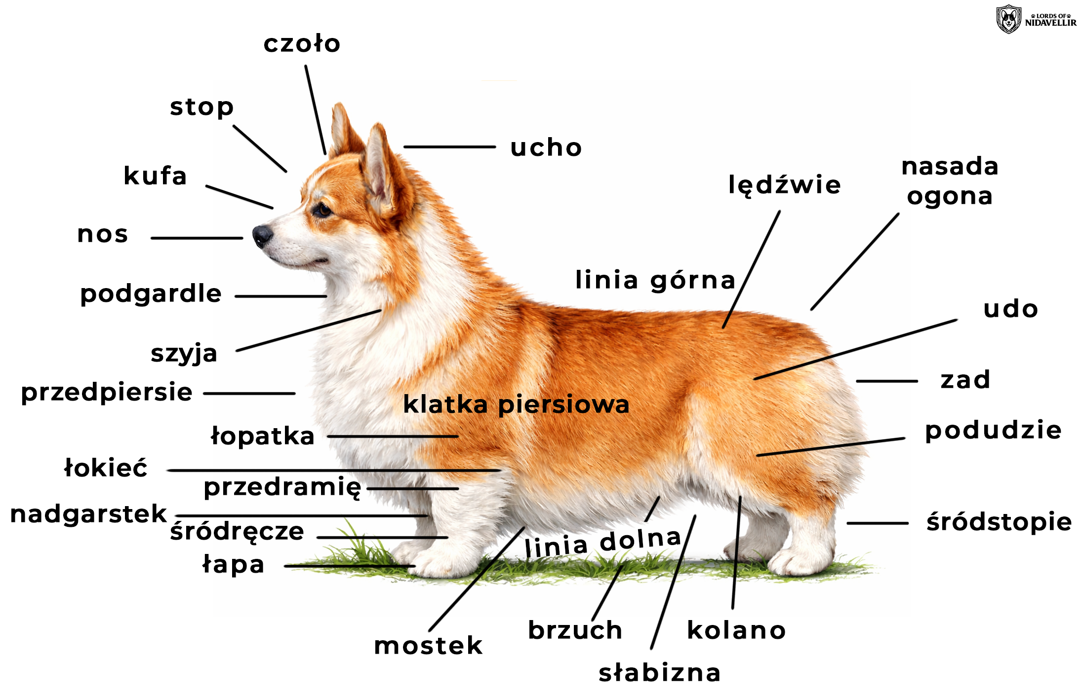 rasa welsh corgi pembroke