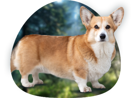 hodowla corgi katowice