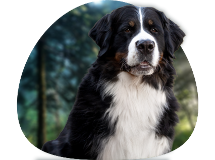 hodowla psów rasy corgi