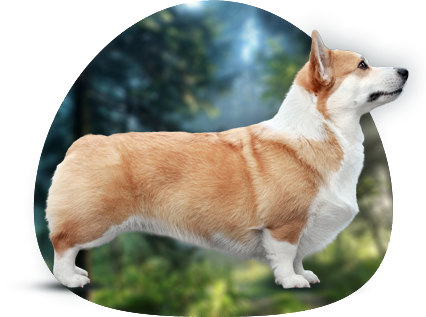 wlesh, corgi, pembroke, hodowla