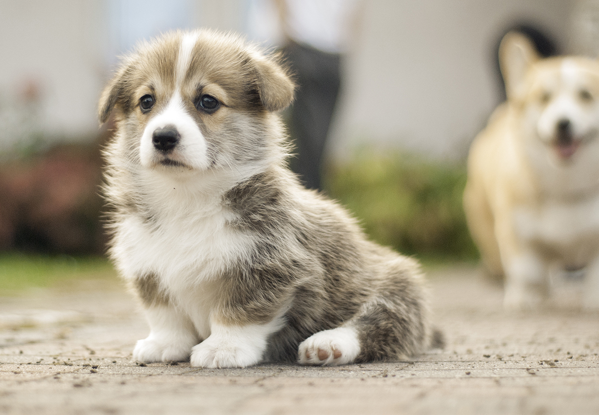 szczeniaki corgi